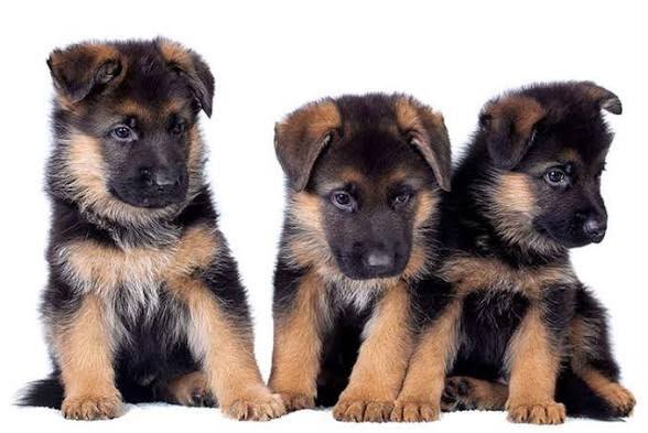German Shepherd angle 5
